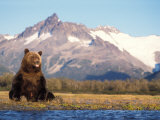 Brown Bear with Salmon Catch, Katmai National Park, Alaskan Peninsula, USA Photographie par Steve Kazlowski