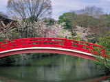 Spring Season, Kyoto, Japan Photographie par Shin Terada
