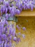 Wisteria Blooming in Spring, Sonoma Valley, California, USA Lámina fotográfica por Julie Eggers Wisteria Blooming in Spring, Sonoma Valley, California, USA Lámina fotográfica por Julie Eggers
