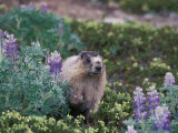Hoary Marmot Feeding on Silky Lupine in Kenai Fjords National Park, Alaska, USA Photographic Print by Steve Kazlowski