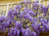 Wisteria Blooming in Spring, Sonoma Valley, California, USA Photographic Print by Julie Eggers Wisteria Blooming in Spring, Sonoma Valley, California, USA Photographic Print by Julie Eggers
