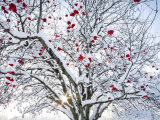 Mountain Ash Tree and Berries in Freshly Fallen Snow in Whitefish, Montana, USA Photographic Print by Chuck Haney