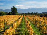 Schubert Vineyard, Martinborough, Wairarapa, North Island, New Zealand Photographic Print by David Wall