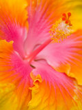 Pink and Yellow Hibiscus, San Francisco, California, USA Fotografisk tryk af Julie Eggers Pink and Yellow Hibiscus, San Francisco, California, USA Fotografisk tryk af Julie Eggers