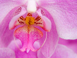 Pink Orchid in the Phalaenopsis Family, San Francisco, CA USA 写真プリント - ジュリー・Eggers