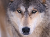 Gray Wolf in the Foothills of the Takshanuk Mountains, Alaska, USA Photographic Print by Steve Kazlowski