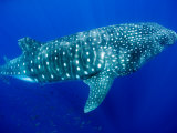 Whale Shark, Galapagos Islands National Park, Ecuador Photographic Print by Stuart Westmoreland