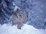 Lynx in the Snowy Foothills of the Takshanuk Mountains, Alaska, USA Photographic Print by Steve Kazlowski
