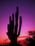 Colorful Cactus in the Sunset, Arizona, USA Photographie par Bill Bachmann