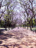 Jacarandas Trees Bloom in City Parks, Parque 3 de Febrero, Palermo, Buenos Aires, Argentina Photographie par Michele Molinari