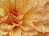 Dahlia Flower with Pedals Radiating Outward, Sammamish, Washington, USA Lámina fotográfica por Darrell Gulin