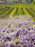 Workers in Vineyards with Wisteria Vines, Groth Winery in Napa Valley, California, USA Photographic Print by Julie Eggers