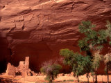 Anasazi Antelope House Ruin and Cottonwood Trees, Canyon de Chelly National Monument, Arizona, USA Photographic Print by Alison Jones