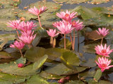 Pink Lotus Flower in the Morning Light, Thailand Photographic Print by Gavriel Jecan