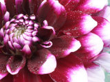 Dahlia Flower with Pedals Radiating Outward, Sammamish, Washington, USA Photographic Print by Darrell Gulin