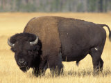 Bison Bull Grazes in a Meadow in Yellowstone National Park, Montana, USA Photographie par Steve Kazlowski