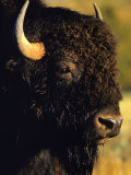 Bison Bull Portrait Fotografie-Druck von Chuck Haney