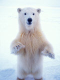 Polar Bear Standing on Pack Ice of the Arctic Ocean, Arctic National Wildlife Refuge, Alaska, USA Lámina fotográfica por Steve Kazlowski