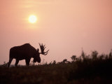 Moose Bull with Antlers Silhouetted at Sunset, Smoke of Wildfires, Denali National Park, Alaska Photographie par Steve Kazlowski