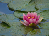 Water Lily in the Japanese Gardens, Washington Arboretum, Seattle, Washington, USA Photographie par Darrell Gulin