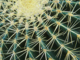 Spine Pattern Detail of Golden Barrel, Cactaceae of Central Mexico Photographic Print by Brent Bergherm