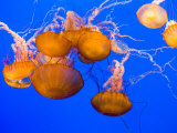 Sea Nettles, Monterey Bay Aquarium Display, Monterey, California, USA Photographie par Stuart Westmoreland