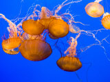 Live jellyfish aquarium