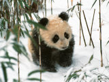 Keren Su - Panda Cub on Snow, Wolong, Sichuan, China - Fotografik Baskı Keren Su - Panda Cub on Snow, Wolong, Sichuan, China - Fotografik Baskı