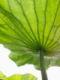 Lotus Leaf Texture Photographic Print by Michele Molinari