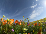 Poppies and Desert Dandelion Spring Bloom, Lancaster, Antelope Valley, California, USA Photographie par Terry Eggers