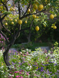 Garden Detail, San Domenico Palace Hotel, Taormina, Sicily, Italy Photographie par Walter Bibikow