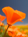 Poppies in Spring Bloom, Lancaster, California, USA Photographie par Terry Eggers