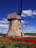 Windmill Surrounded by Red Tulips in Gauja National Park, Latvia Photographic Print by Janis Miglavs