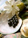 Black Pearl Farming at Hinano Pearl Farm, Fakarava, Tuamotus, French Polynesia Photographic Print by Michele Westmorland