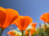 Poppies in Spring Bloom, Lancaster, California, USA Photographie par Terry Eggers