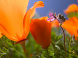 Poppies in Spring Bloom, Lancaster, California, USA Photographic Print by Terry Eggers
