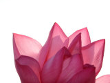 Lotus Flower in Full Bloom Fotografie-Druck von Michele Molinari