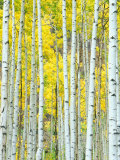 Aspen Grove, White River National Forest, Colorado, USA Reprodukcja zdjęcia autor Rob Tilley Aspen Grove, White River National Forest, Colorado, USA Reprodukcja zdjęcia autor Rob Tilley