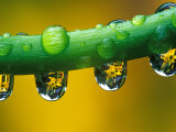 Dew Drops on Dahlia Stem Reflecting a Yellow Asiatic Lily, Sammamish, Washington, USA Photographic Print by Darrell Gulin