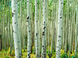 Bigtooth Aspen Trees in White River National Forest near Aspen, Colorado, USA Photographic Print by Tom Haseltine Bigtooth Aspen Trees in White River National Forest near Aspen, Colorado, USA Photographic Print by Tom Haseltine
