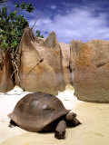 Aldabran Giant Tortoise, Curieuse Island, Seychelles, Africa Photographic Print by Pete Oxford