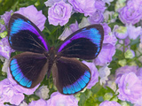 Blue and Black Butterfly on Lavender Flowers, Sammamish, Washington, USA Photographie par Darrell Gulin