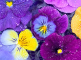 Pansy Flowers Floating in Bird Bath with Dew Drops, Sammamish, Washington, USA Photographie par Darrell Gulin