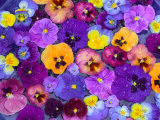Pansy Flowers Floating in Bird Bath with Dew Drops, Sammamish, Washington, USA Photographie par Darrell Gulin