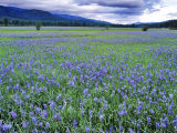 Field of Blue Camas Wildflowers near Huson, Montana, USA Photographie par Chuck Haney