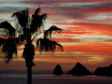 Sunset Palm with Rock Formation, Los Arcos in the Distance, Cabo San Lucas, Baja California, Mexico Photographic Print by Cindy Miller Hopkins