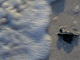 Fauna, Sea turtles, Yucatan, Mexico Photographic Print by Kenneth Garrett