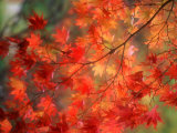 Fall Maple Leaves Photographie par Janell Davidson