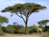 Southern Giraffe and Acacia Tree, Okavango Delta, Botswana Lámina fotográfica por Pete Oxford Southern Giraffe and Acacia Tree, Okavango Delta, Botswana Lámina fotográfica por Pete Oxford