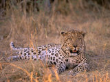 Leopard, Okavango Delta, Botswana Photographic Print by Pete Oxford